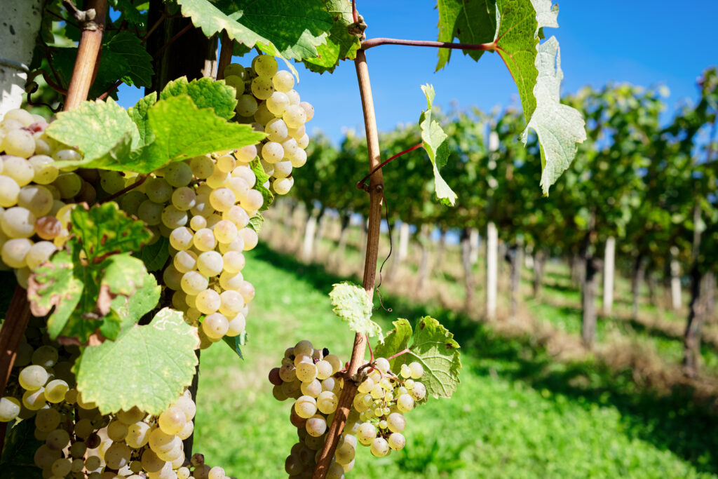 Wine analysis – Affinity Labs